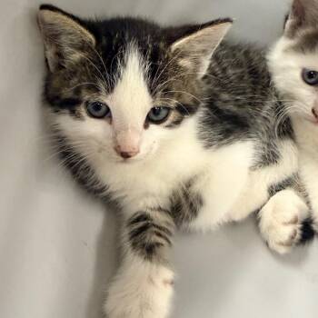 Domestic Short Hair Cats Available for Adoption in Indianapolis, Indiana - Fitzgerald | PetCurious