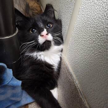 Rook -  Domestic Medium Hair Cat for Adoption in Oshkosh, Wisconsin - Rook | PetCurious