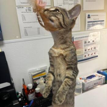 Marceline -  Domestic Short Hair Cat for Adoption in Tulsa, Oklahoma - Marceline | PetCurious
