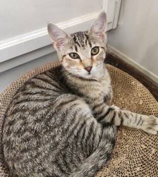 Tinkerbell -  Domestic Short Hair Cat for Adoption in Rowlett, Texas - Tinkerbell | PetCurious