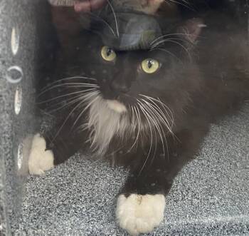 Domestic Long Hair Cats Available for Adoption in Dallas, Texas - SOREN | PetCurious