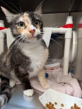 Lollipop -  Domestic Short Hair Cat for Adoption in Santa Rosa, California - Lollipop | PetCurious