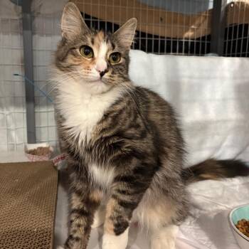 Blake 2 -  Domestic Short Hair Cat for Adoption - Blake 2 | PetCurious