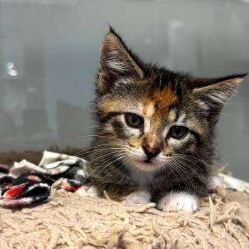 Mikasa -  Domestic Short Hair Cat for Adoption in Wheeling, Illinois - Mikasa | PetCurious