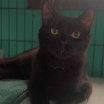 Who Are You? -  Domestic Short Hair Cat for Adoption in Davenport, Iowa - Who Are You? | PetCurious