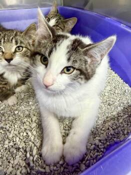 Cajun -  Domestic Short Hair Cat for Adoption in Glenfield, New York - Cajun | PetCurious
