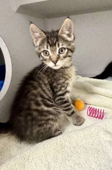 Tabby and Domestic Short Hair Cats Available for Adoption in Red Bluff, California - *Peter | PetCurious