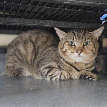 Megatron -  Domestic Short Hair Cat for Adoption in Lakewood, Colorado - Megatron | PetCurious