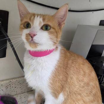 Michelle -  Domestic Short Hair Cat for Adoption in Auburn, Alabama - Michelle | PetCurious