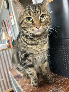 Rescue Domestic Short Hair Cats for Adoption in Marshall, Missouri - Dorothy | PetCurious
