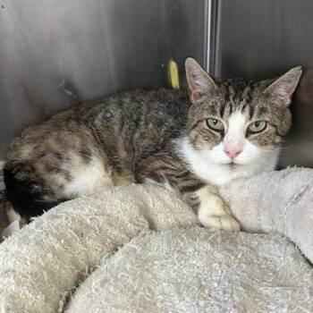 Naomi -  Domestic Short Hair Cat for Adoption in Summerlee, West Virginia - Naomi | PetCurious