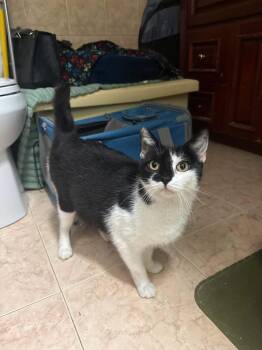 Princess -  Domestic Short Hair Cat for Adoption in Freeport, New York - Princess | PetCurious