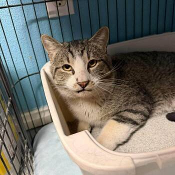 Cry Baby -  American Shorthair Cat for Adoption in St. George, Utah - Cry Baby | PetCurious