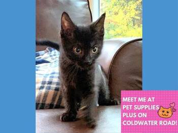 Rescue Domestic Short Hair Cats for Adoption in Fort Wayne, Indiana - SQUID | PetCurious