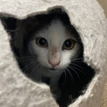 Snow -  Domestic Short Hair Cat for Adoption in Sonoma, California - Snow | PetCurious