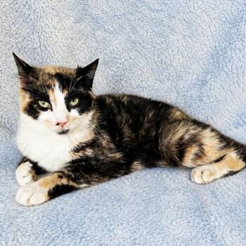 Mama Melody -  Domestic Short Hair Cat for Adoption in Mt. Juliet, Tennessee - Mama Melody | PetCurious