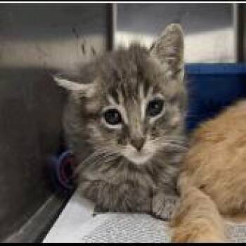 A1048093 Pepper -  Domestic Short Hair Cat for Adoption in Pleasant Hill, California - A1048093 Pepper | PetCurious
