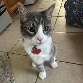 Domestic Short Hair Cats Available for Adoption in Midland, Michigan - Olaf Courtesy Listed | PetCurious