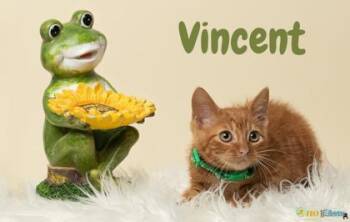 Vincent -  Domestic Short Hair Cat for Adoption in Fairhope, Alabama - Vincent | PetCurious