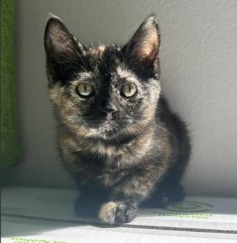 Teriyaki -  Domestic Short Hair Cat for Adoption in Vancouver, Washington - Teriyaki | PetCurious