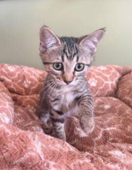 Missy Remix -  Domestic Short Hair Cat for Adoption in Chandler, Arizona - Missy Remix | PetCurious