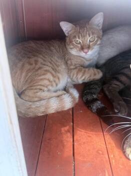 Scotty -  Domestic Short Hair Cat for Adoption in Waverly, Tennessee - Scotty | PetCurious