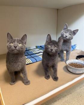 SANDSTONE -  Domestic Short Hair Cat for Adoption in Boston, Massachusetts - SANDSTONE | PetCurious