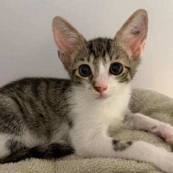 Popsicle -  Domestic Short Hair Cat for Adoption in Sarasota, Florida - Popsicle | PetCurious