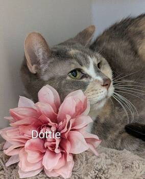 Domestic Short Hair Cats Available for Adoption in Flint, Michigan - Dottie | PetCurious