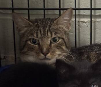 Tabitha -  Domestic Short Hair Cat for Adoption in Saint Clairsville, Ohio - Tabitha | PetCurious