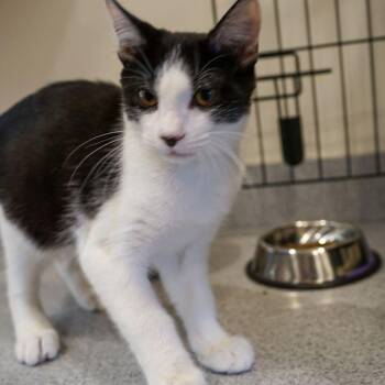 Jam -  Domestic Short Hair Cat for Adoption in Jackson, Wyoming - Jam | PetCurious