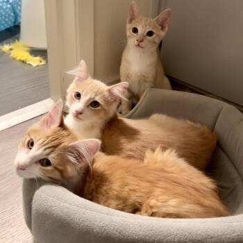 Butterscotch -  Domestic Medium Hair Cat for Adoption in Sunnyvale, California - Butterscotch | PetCurious