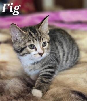 FIG -  Domestic Short Hair Cat for Adoption in La Crescent, Minnesota - FIG | PetCurious