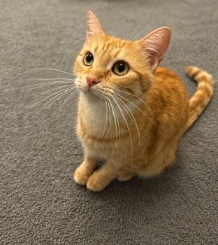 Goldie -  Tabby Cat for Adoption in Gulfport, Mississippi - Goldie | PetCurious