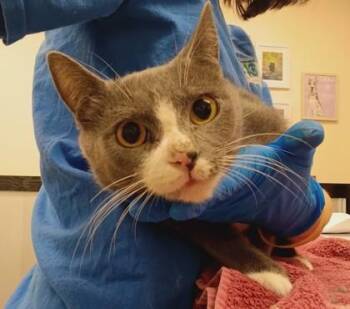 Gloomy -  Domestic Short Hair Cat for Adoption in Palm Coast, Florida - Gloomy | PetCurious