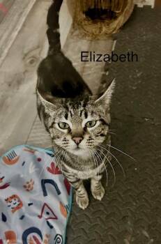 Rescue Domestic Short Hair Cats for Adoption in Klamath Falls, Oregon - Elizabeth | PetCurious