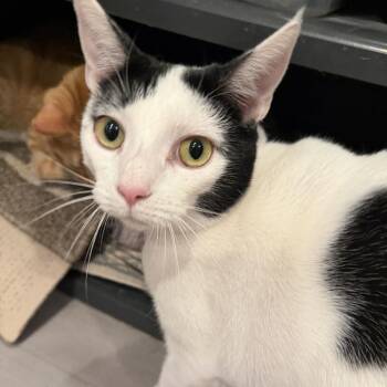 Bindi -  Domestic Short Hair Cat for Adoption in Alexandria, Virginia - Bindi | PetCurious