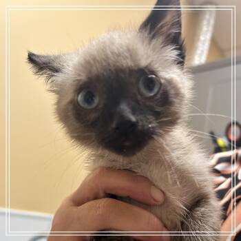 FWT Rose -  Siamese and Domestic Medium Hair Cat for Adoption in Midland, Texas - FWT Rose | PetCurious