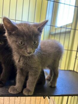 Domestic Short Hair Cats Available for Adoption in Warren, Pennsylvania - Clay | PetCurious
