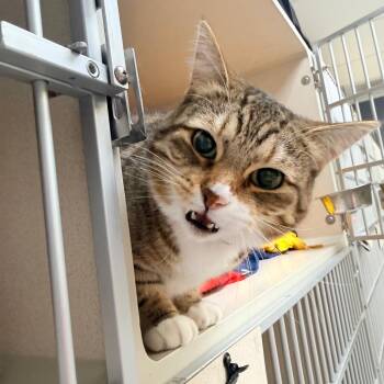 Domestic Short Hair and Munchkin Cats Available for Adoption in Great Falls, Montana - Violet | PetCurious