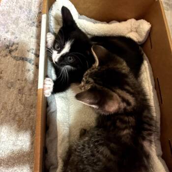 Beatrice -  Domestic Short Hair Cat for Adoption in East Hanover, New Jersey - Beatrice | PetCurious