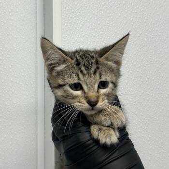 Shawn -  Domestic Short Hair Cat for Adoption in Abilene, Texas - Shawn | PetCurious