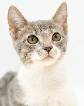 Clover is cuter than cute - so friendly happy - OLD ENOUGH TO GO -  Turkish Van and Siamese Cat for Adoption in Bedford Hills, New York - Clover Is Cuter Than Cute - So Friendly Happy - OLD ENOUGH TO GO | PetCurious