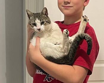 Domestic Short Hair Cats Available for Adoption - ROLLER MAGIC | PetCurious