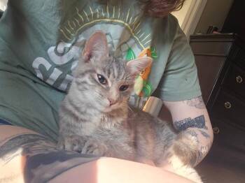 American Shorthair Cats Available for Adoption in Fayetteville, Arkansas - Luna | PetCurious