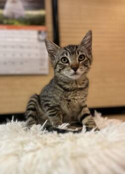 Domestic Short Hair Cats Available for Adoption in Scottsdale, Arizona - Gumball | PetCurious