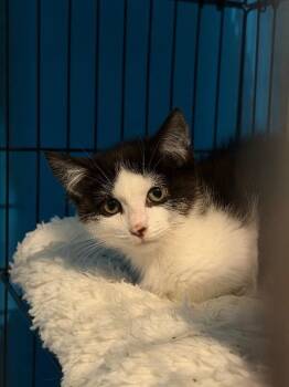 Sinker -  Domestic Medium Hair Cat for Adoption in Grand Rapids, Michigan - Sinker | PetCurious