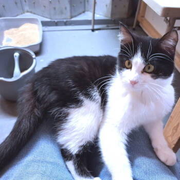Rescue Domestic Medium Hair Cats for Adoption in Rutherfordton, North Carolina - Bandit | PetCurious