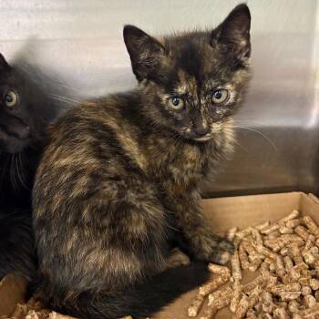Silvestris -  Domestic Short Hair Cat for Adoption in Springfield, Illinois - Silvestris | PetCurious
