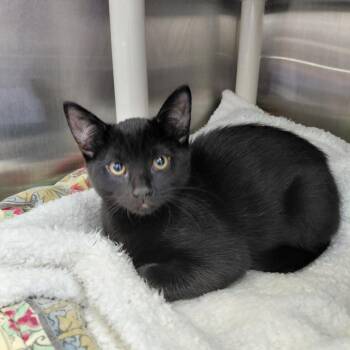 Bubbles FKA BB -  Domestic Short Hair Cat for Adoption in Philadelphia, Pennsylvania - Bubbles FKA BB | PetCurious